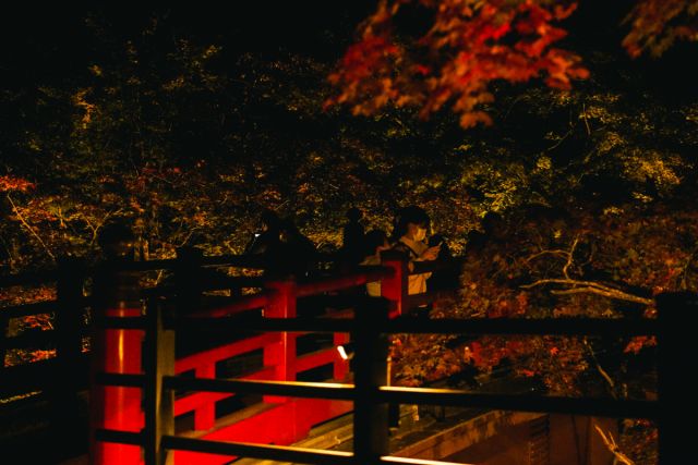 弥彦公園もみじ谷ライトアップ