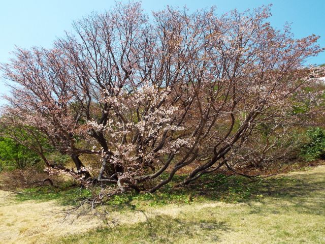 千竜桜