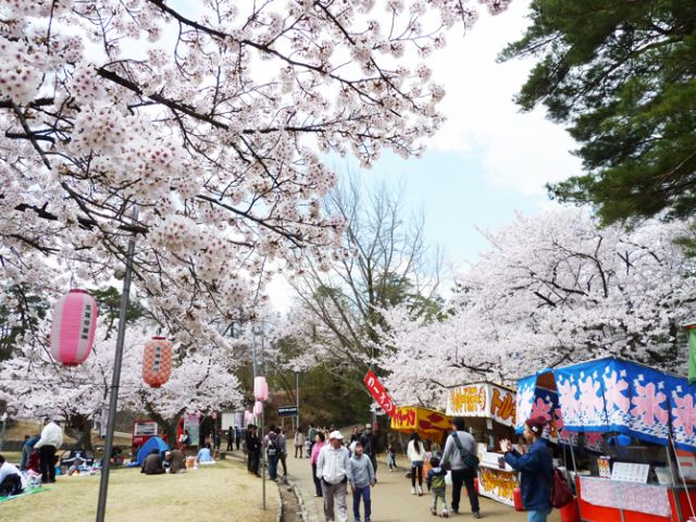 悠久山桜まつり