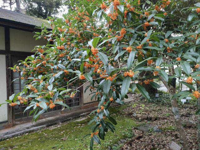 佐渡市立佐渡植物園