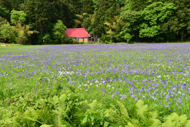 カキツバタ群生地