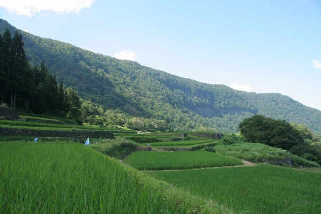 結東の石垣田