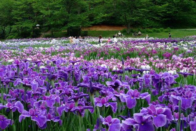 五十公野公園 あやめ園