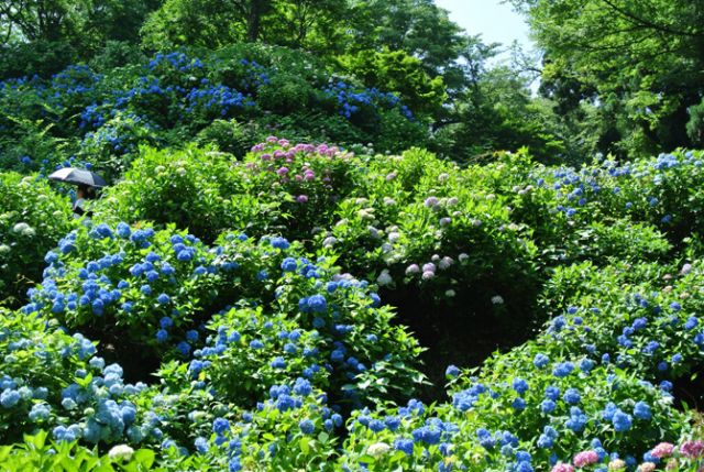 護摩堂山あじさい園