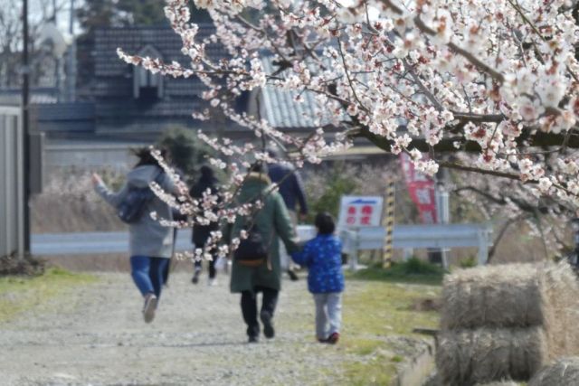 かめだ梅まつり