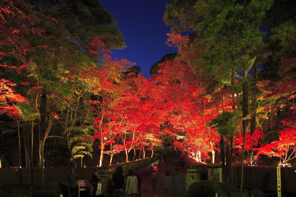 紅葉グラデーションが素敵 - 着物