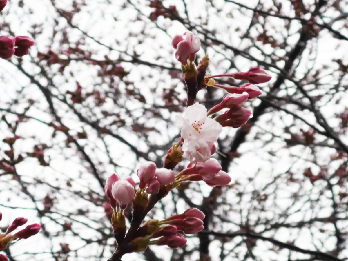 日本三大夜桜 高田公園の桜は咲き始め 上越市 新潟県観光協会公式ブログ たびきち 公式 新潟県のおすすめ観光 旅行情報 にいがた観光ナビ