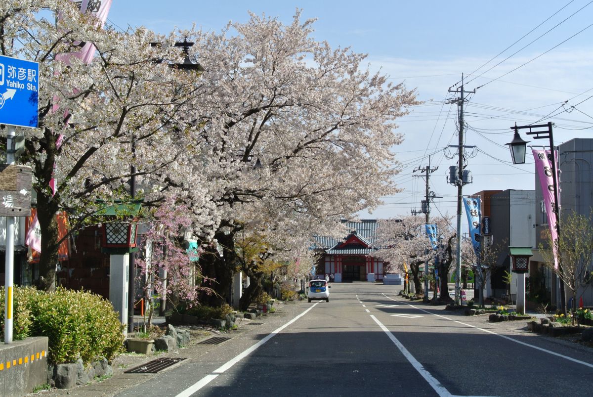 4 15現在見ごろ 早咲き 遅咲きの桜で長く楽しめる 弥彦公園 彌彦神社桜苑 弥彦村 新潟県観光協会公式ブログ たびきち 公式 新潟県のおすすめ観光 旅行情報 にいがた観光ナビ