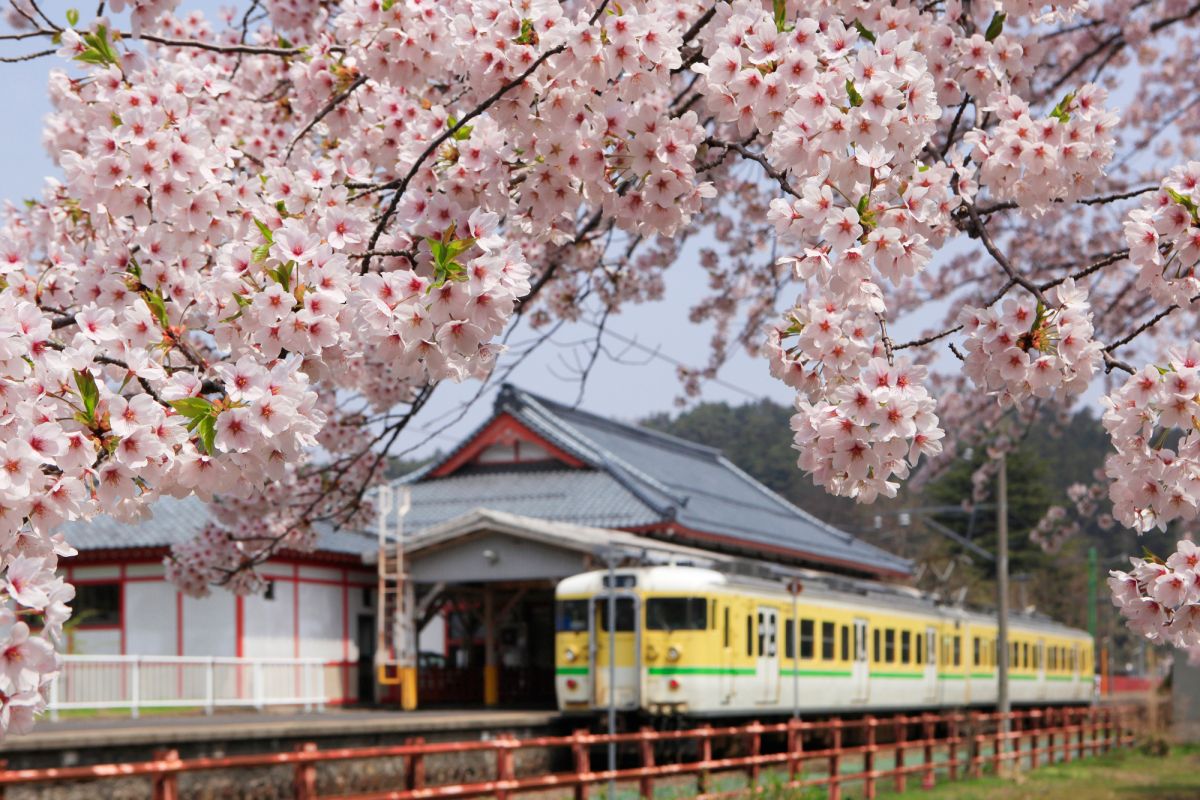 4 15現在見ごろ 早咲き 遅咲きの桜で長く楽しめる 弥彦公園 彌彦神社桜苑 弥彦村 新潟県観光協会公式ブログ たびきち 公式 新潟県のおすすめ観光 旅行情報 にいがた観光ナビ