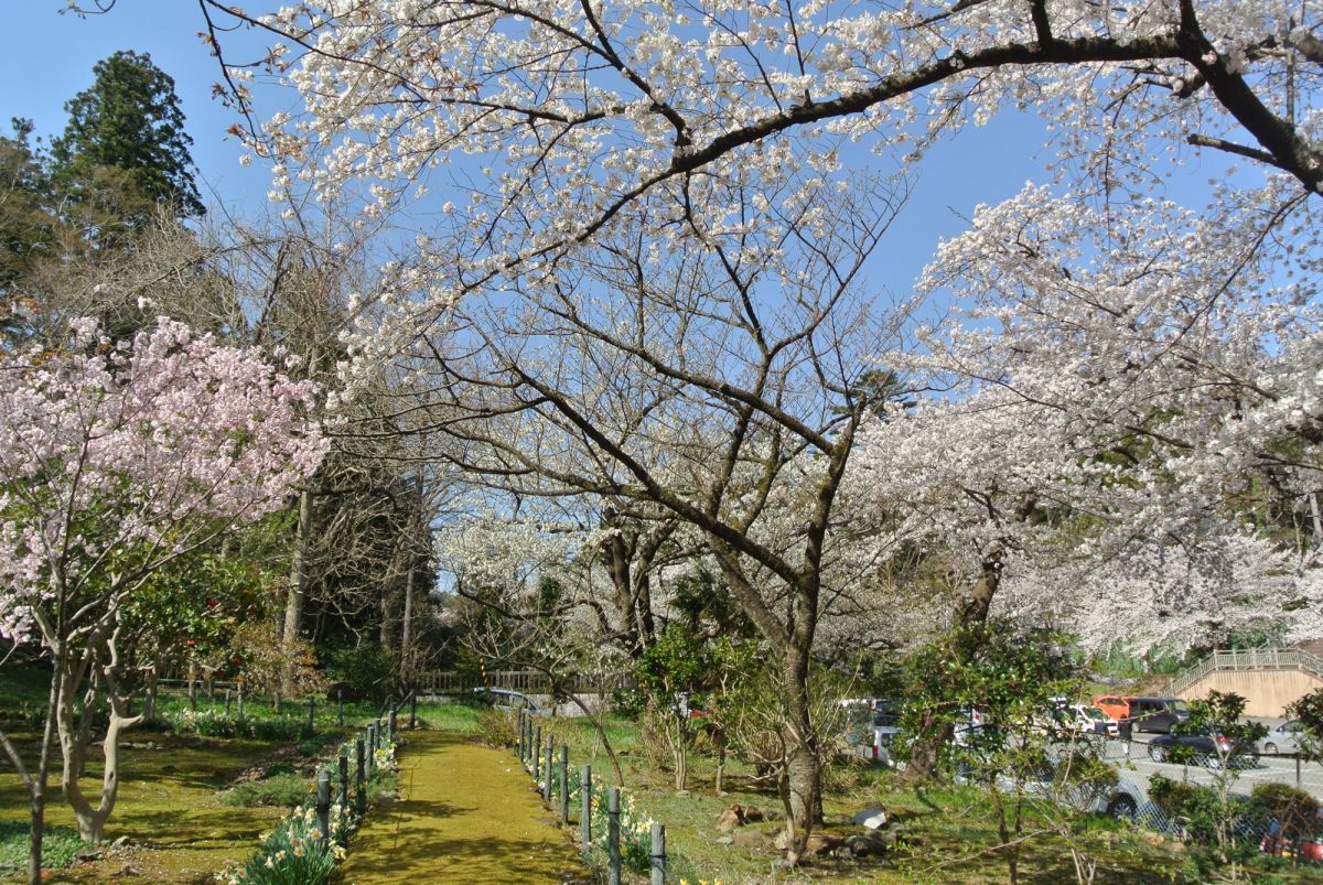 4 15現在見ごろ 早咲き 遅咲きの桜で長く楽しめる 弥彦公園 彌彦神社桜苑 弥彦村 新潟県観光協会公式ブログ たびきち 公式 新潟県のおすすめ観光 旅行情報 にいがた観光ナビ