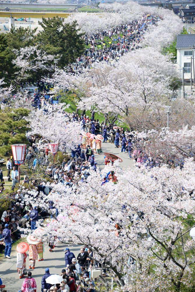 4/16現在見ごろ！日本さくら名所100選「大河津分水桜並木」／燕市｜新潟県観光協会公式ブログ  たびきち｜【公式】新潟県のおすすめ観光・旅行情報！にいがた観光ナビ