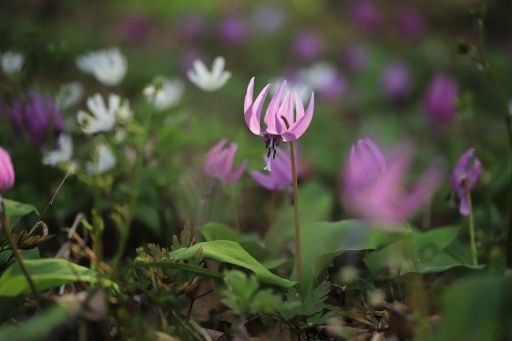 春爛漫 花ざかりの佐渡へいらっしゃい 花の達人たちに聞いた見ごろ見どころおすすめスポット 佐渡市 新潟県観光協会公式ブログ たびきち 公式 新潟県の おすすめ観光 旅行情報 にいがた観光ナビ