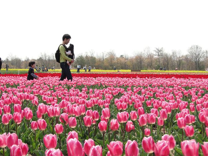 菜の花コラボが美しい 長池憩いの森公園のチューリップ 胎内市 新潟県観光協会公式ブログ たびきち 公式 新潟県のおすすめ観光 旅行情報 にいがた観光ナビ