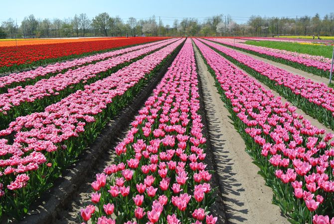 菜の花コラボが美しい 長池憩いの森公園のチューリップ 胎内市 新潟県観光協会公式ブログ たびきち 公式 新潟県のおすすめ観光 旅行情報 にいがた観光ナビ