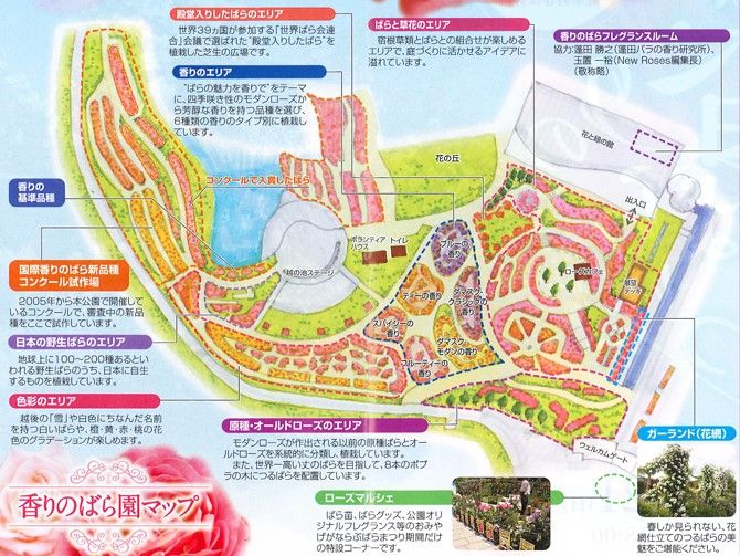 5 31現在 国営越後丘陵公園のバラは見頃 長岡市 新潟県観光協会公式ブログ たびきち 公式 新潟県のおすすめ観光 旅行情報 にいがた観光ナビ