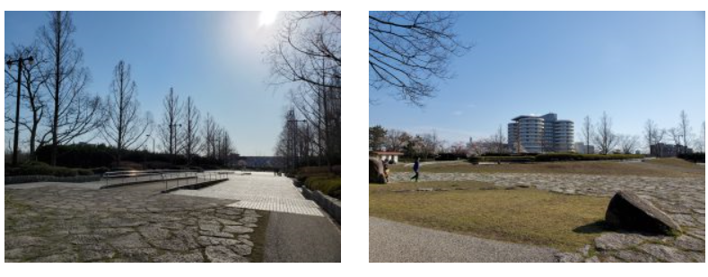 鳥屋野潟公園の桜 咲いてるよ 新潟市 新潟県観光協会公式ブログ たびきち 公式 新潟県のおすすめ観光 旅行情報 にいがた観光ナビ