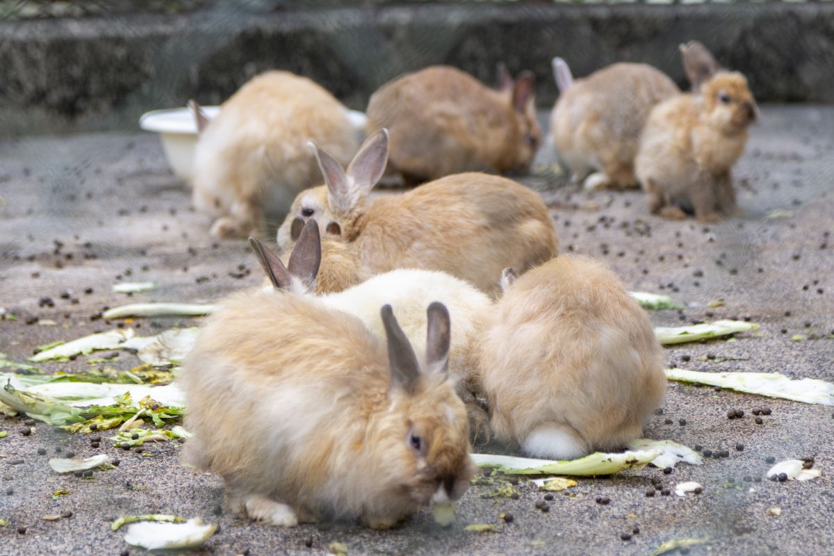 県内最多種類の動物がいる遊園と大観音で秋の行楽を堪能 胎内市 新潟県観光協会公式ブログ たびきち 公式 新潟県のおすすめ観光 旅行情報 にいがた観光ナビ