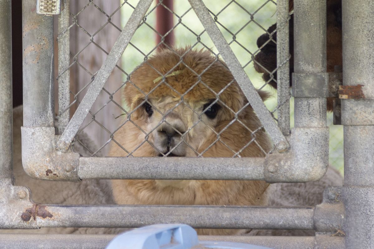 県内最多種類の動物がいる遊園と大観音で秋の行楽を堪能 胎内市 新潟県観光協会公式ブログ たびきち 公式 新潟県のおすすめ観光 旅行情報 にいがた観光ナビ