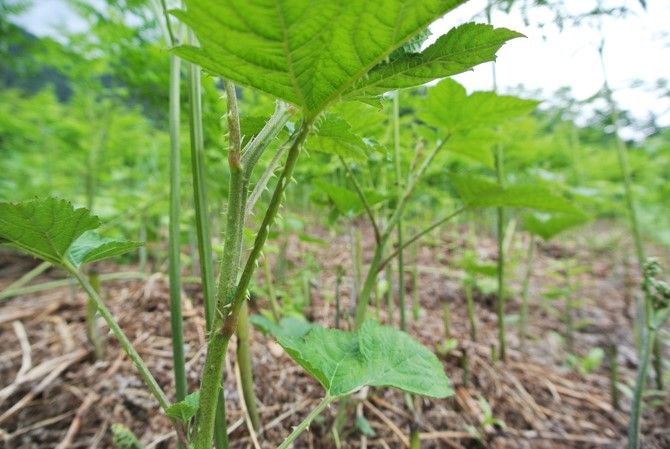 山菜の宝庫 入広瀬で山菜採りを堪能 魚沼市 新潟県観光協会公式ブログ たびきち 公式 新潟県のおすすめ観光 旅行情報 にいがた観光ナビ