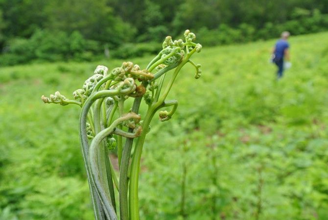 山菜の宝庫 入広瀬で山菜採りを堪能 魚沼市 新潟県観光協会公式ブログ たびきち 公式 新潟県のおすすめ観光 旅行情報 にいがた観光ナビ