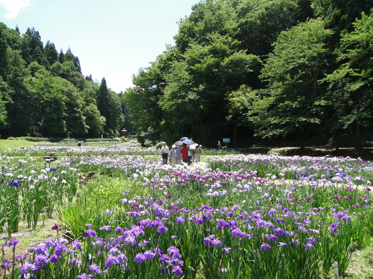 2万株のハナショウブと蛍が舞う しらさぎ森林公園 三条市 新潟県観光協会公式ブログ たびきち 公式 新潟県のおすすめ観光 旅行情報 にいがた観光ナビ