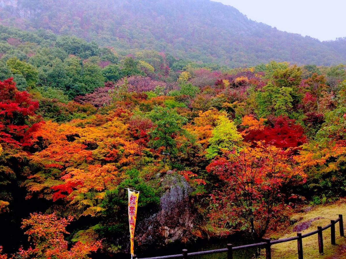 読書 スポーツ グルメ 芸術 佐渡流 秋のお楽しみ 佐渡市 新潟県観光協会公式ブログ たびきち 公式 新潟県のおすすめ観光 旅行情報 にいがた観光ナビ