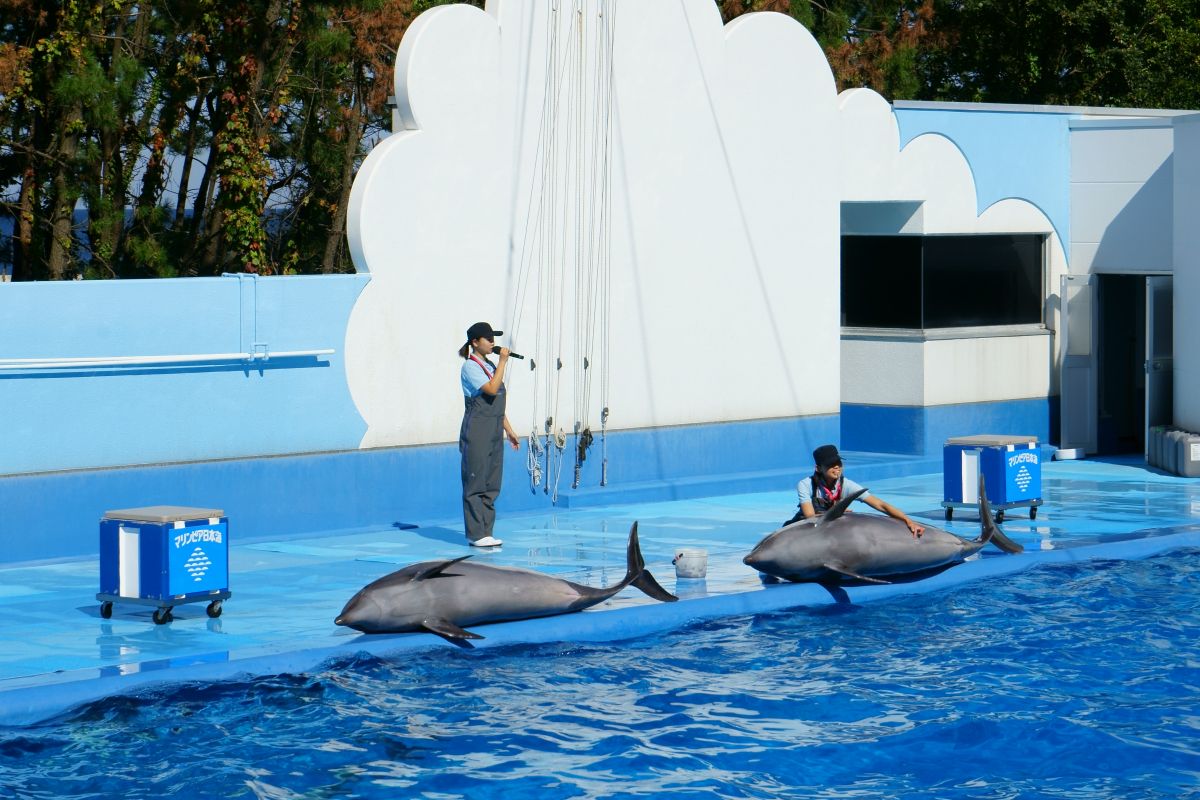 知ってた 30周年を迎えるマリンピア日本海はスゴイ 7つの魅力を解説 新潟市 新潟県観光協会公式ブログ たびきち 公式 新潟県のおすすめ観光 旅行情報 にいがた観光ナビ