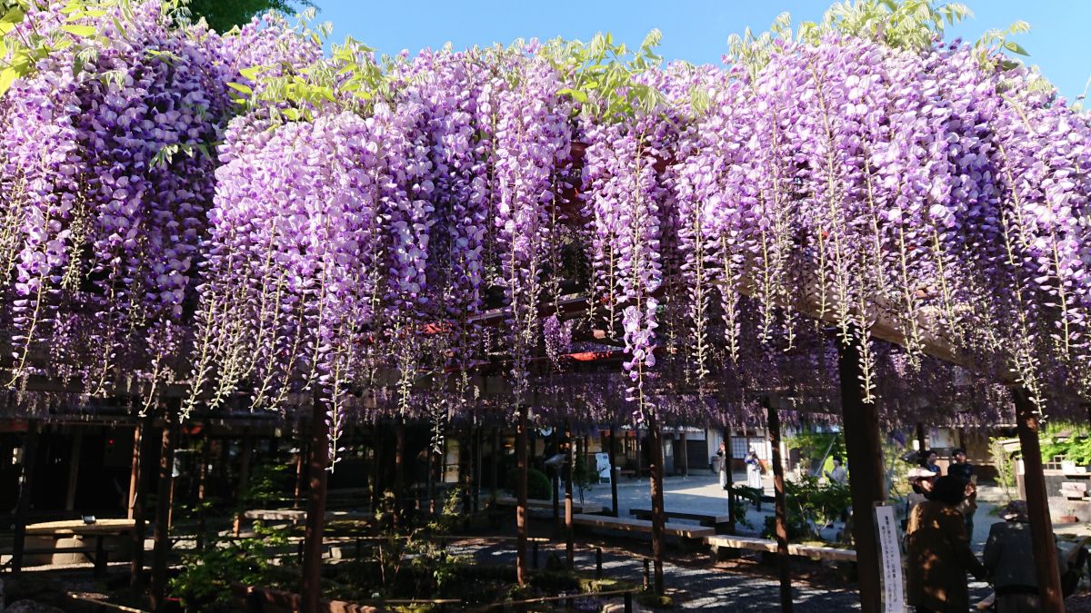 紅葉も パワースポットも 巡礼の呼吸 北方文化博物館 新潟市 新潟県観光協会公式ブログ たびきち 公式 新潟県のおすすめ観光 旅行情報 にいがた観光ナビ