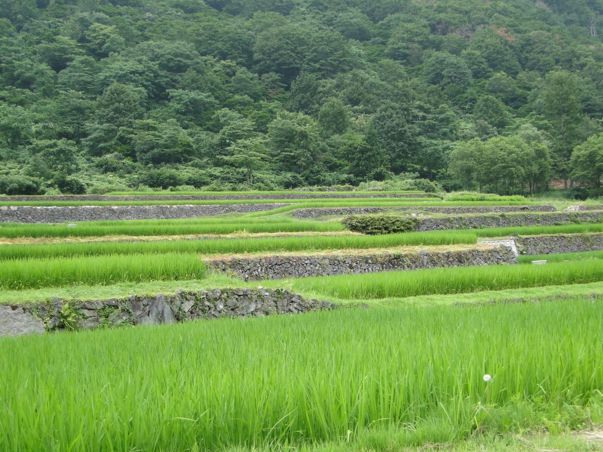 結 東 の 石垣 田