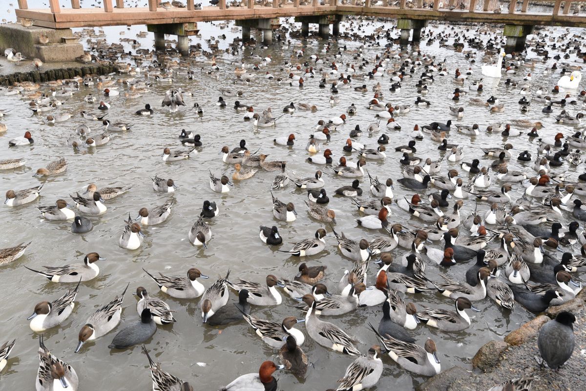 冬の瓢湖へ 名物 白鳥おじさんのエサまき見学 周辺エリアをお散歩 阿賀野市 新潟県観光協会公式ブログ たびきち 公式 新潟県のおすすめ観光 旅行情報 にいがた観光ナビ