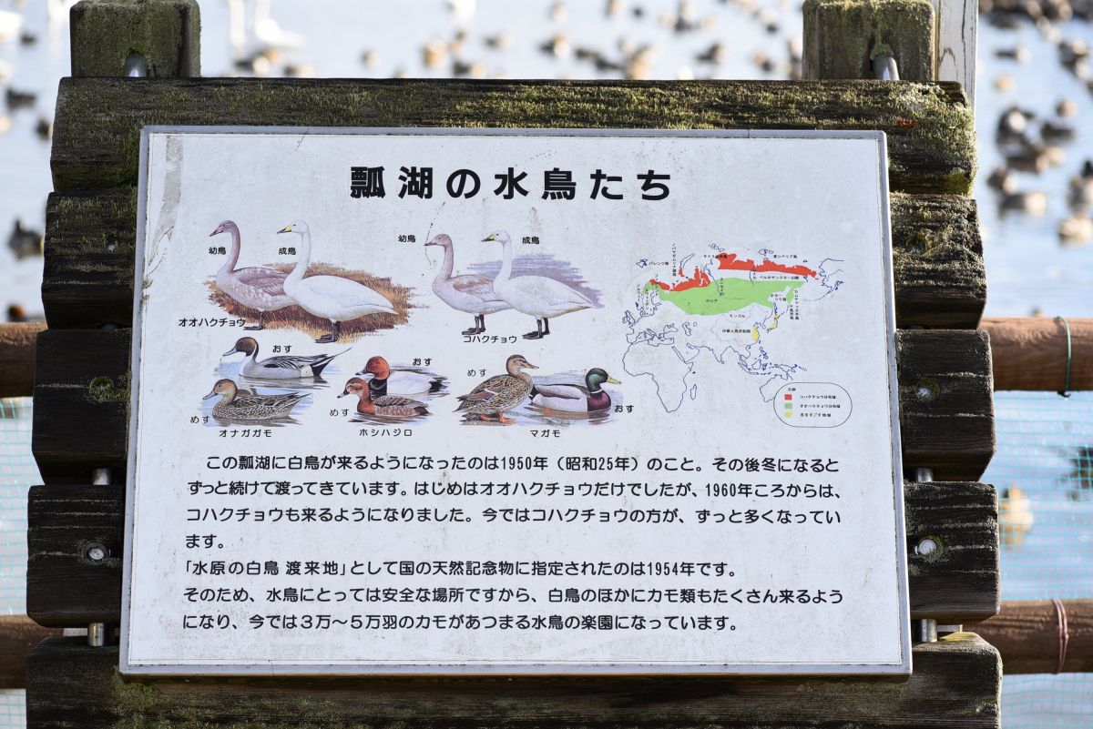 冬の瓢湖へ 名物 白鳥おじさんのエサまき見学 周辺エリアをお散歩 阿賀野市 新潟県観光協会公式ブログ たびきち 公式 新潟県のおすすめ観光 旅行情報 にいがた観光ナビ