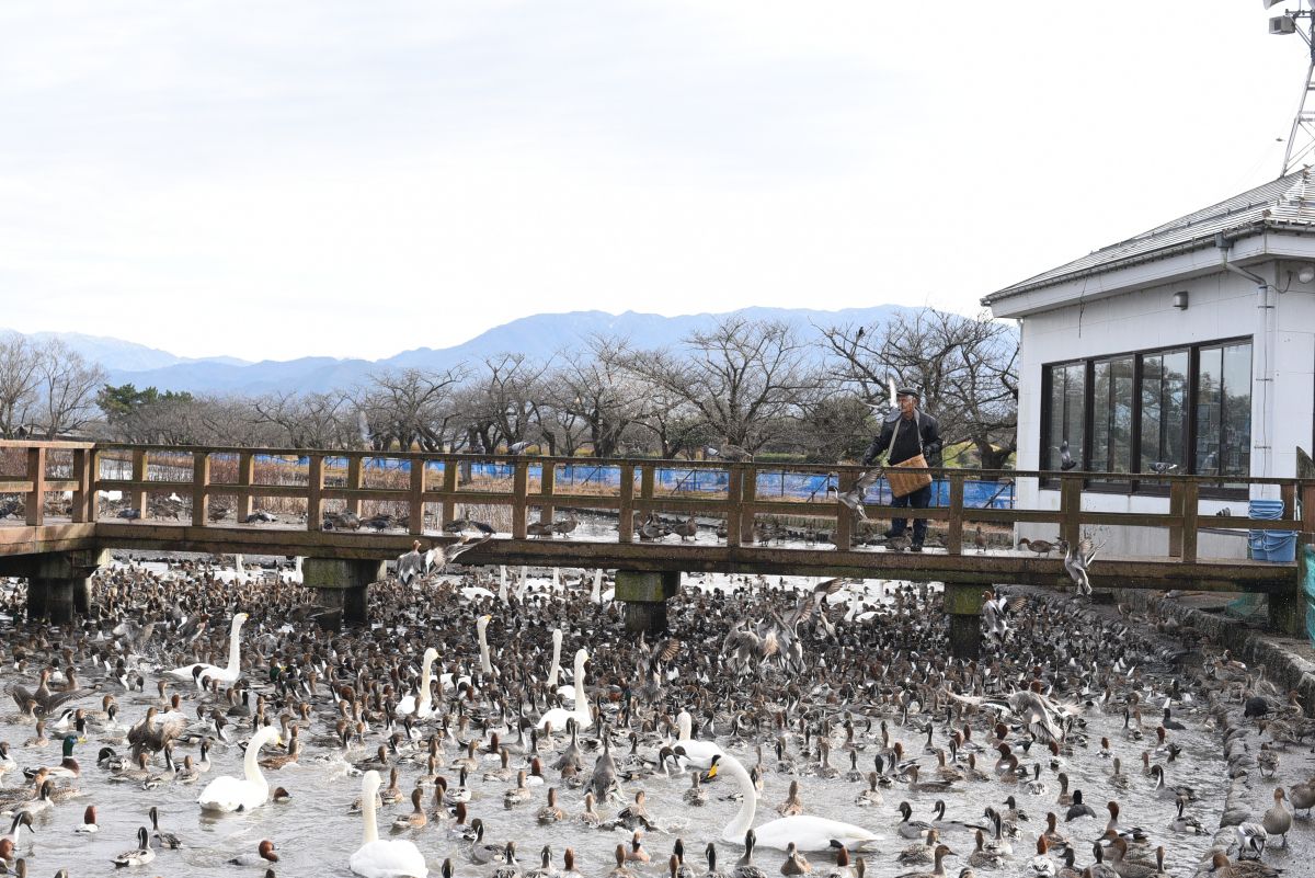 冬の瓢湖へ 名物 白鳥おじさんのエサまき見学 周辺エリアをお散歩 阿賀野市 新潟県観光協会公式ブログ たびきち 公式 新潟県のおすすめ観光 旅行情報 にいがた観光ナビ