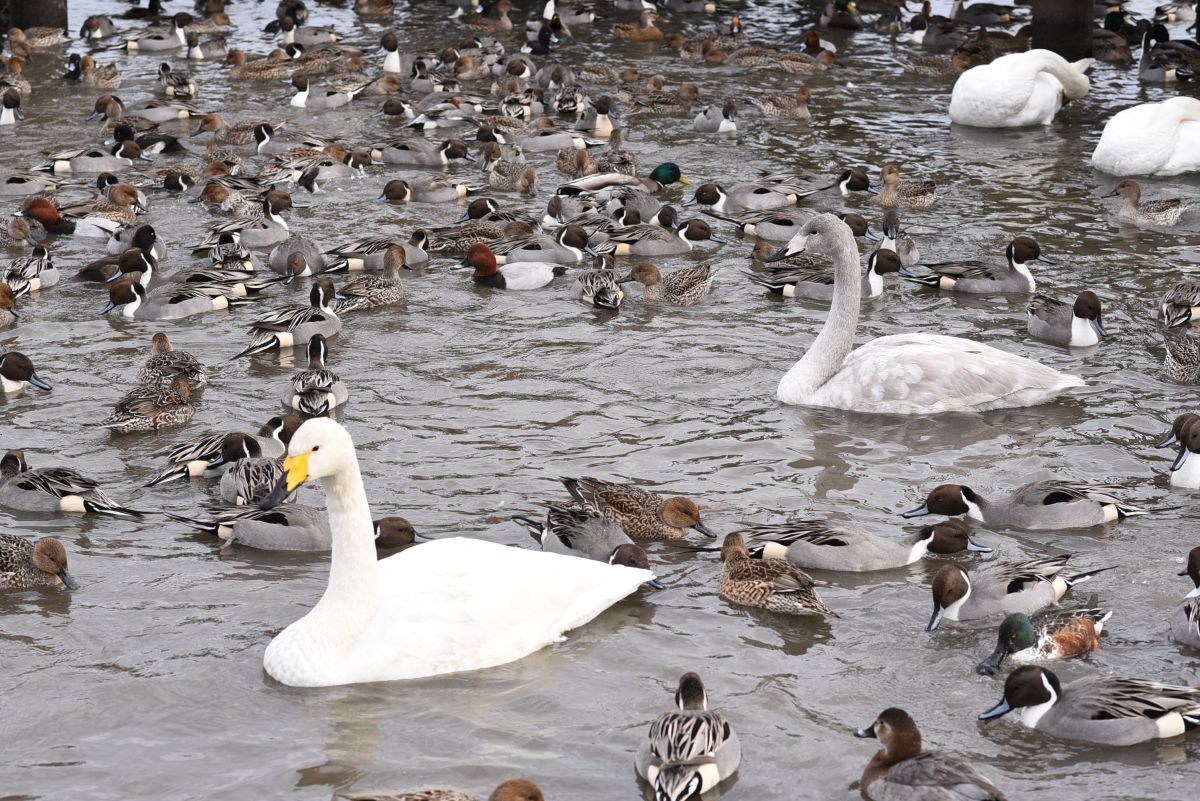 冬の瓢湖へ 名物 白鳥おじさんのエサまき見学 周辺エリアをお散歩 阿賀野市 新潟県観光協会公式ブログ たびきち 公式 新潟県のおすすめ観光 旅行情報 にいがた観光ナビ