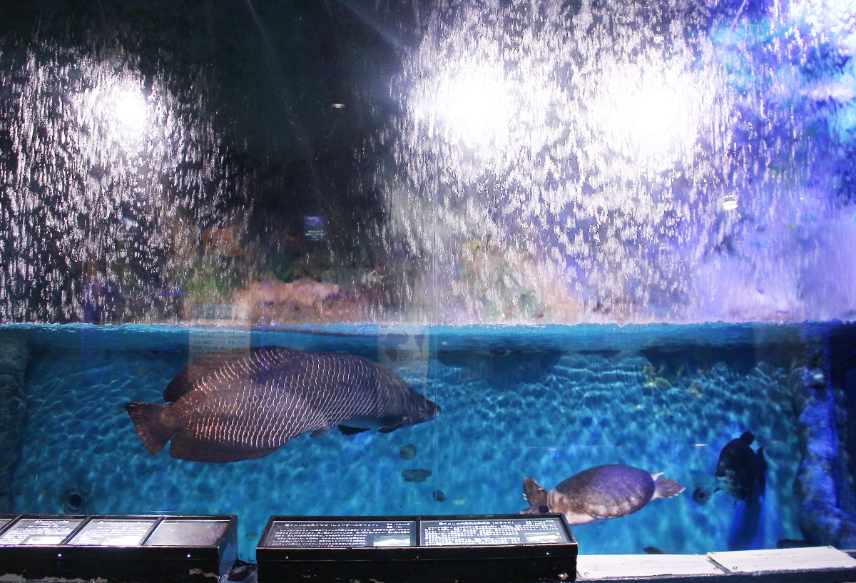 日本海に浮かぶ魚の城 長岡市寺泊水族博物館 長岡市 新潟県観光協会公式ブログ たびきち 公式 新潟県のおすすめ観光 旅行情報 にいがた観光ナビ