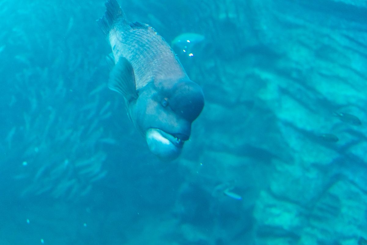 話題の 上越市立水族館 うみがたり で癒されてきました 上越市 新潟県観光協会公式ブログ たびきち 公式 新潟県のおすすめ観光 旅行情報 にいがた観光ナビ