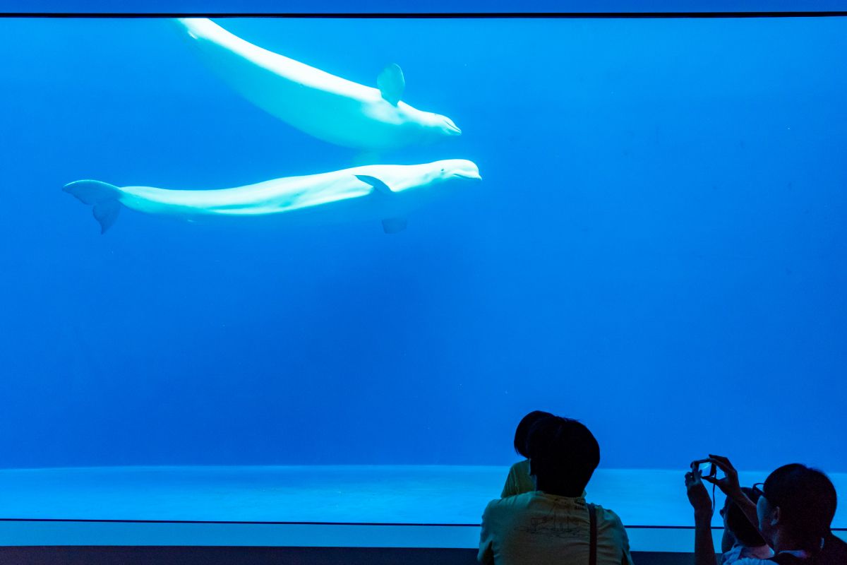 話題の 上越市立水族館 うみがたり で癒されてきました 上越市 新潟県観光協会公式ブログ たびきち 公式 新潟県のおすすめ観光 旅行情報 にいがた観光ナビ