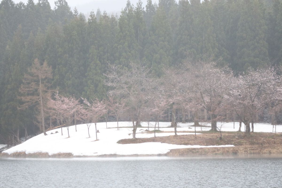 雪と桜の共演を見に行こう！「中子の桜」「段丘桜」／津南町｜新潟県