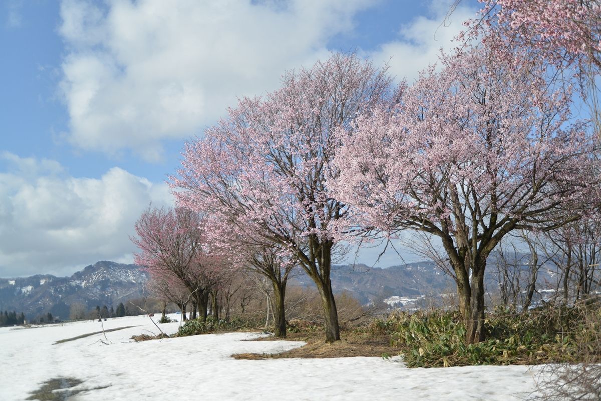 雪と桜の共演を見に行こう！「中子の桜」「段丘桜」／津南町｜新潟県