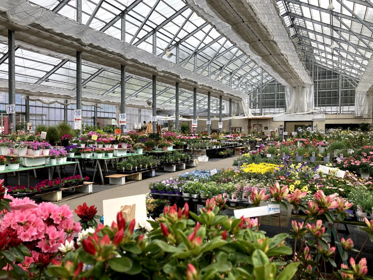 春の花散歩 秋葉区の 新潟県立植物園 へ行ってみよう 新潟市 新潟県観光協会公式ブログ たびきち 公式 新潟 県のおすすめ観光 旅行情報 にいがた観光ナビ