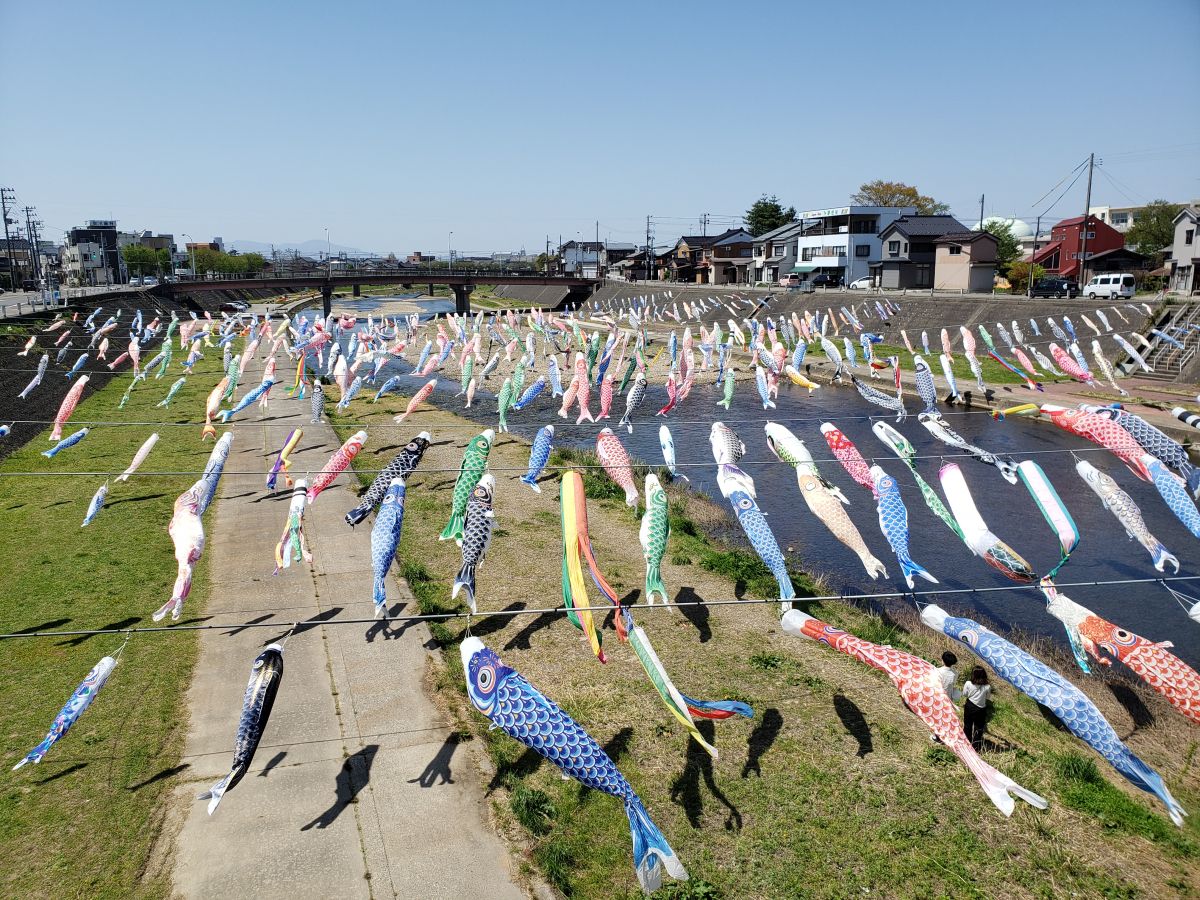 元気に泳げ 鯉のぼり 加茂川を泳ぐ鯉のぼり 加茂市 新潟県観光協会公式ブログ たびきち 公式 新潟県のおすすめ観光 旅行情報 にいがた観光ナビ