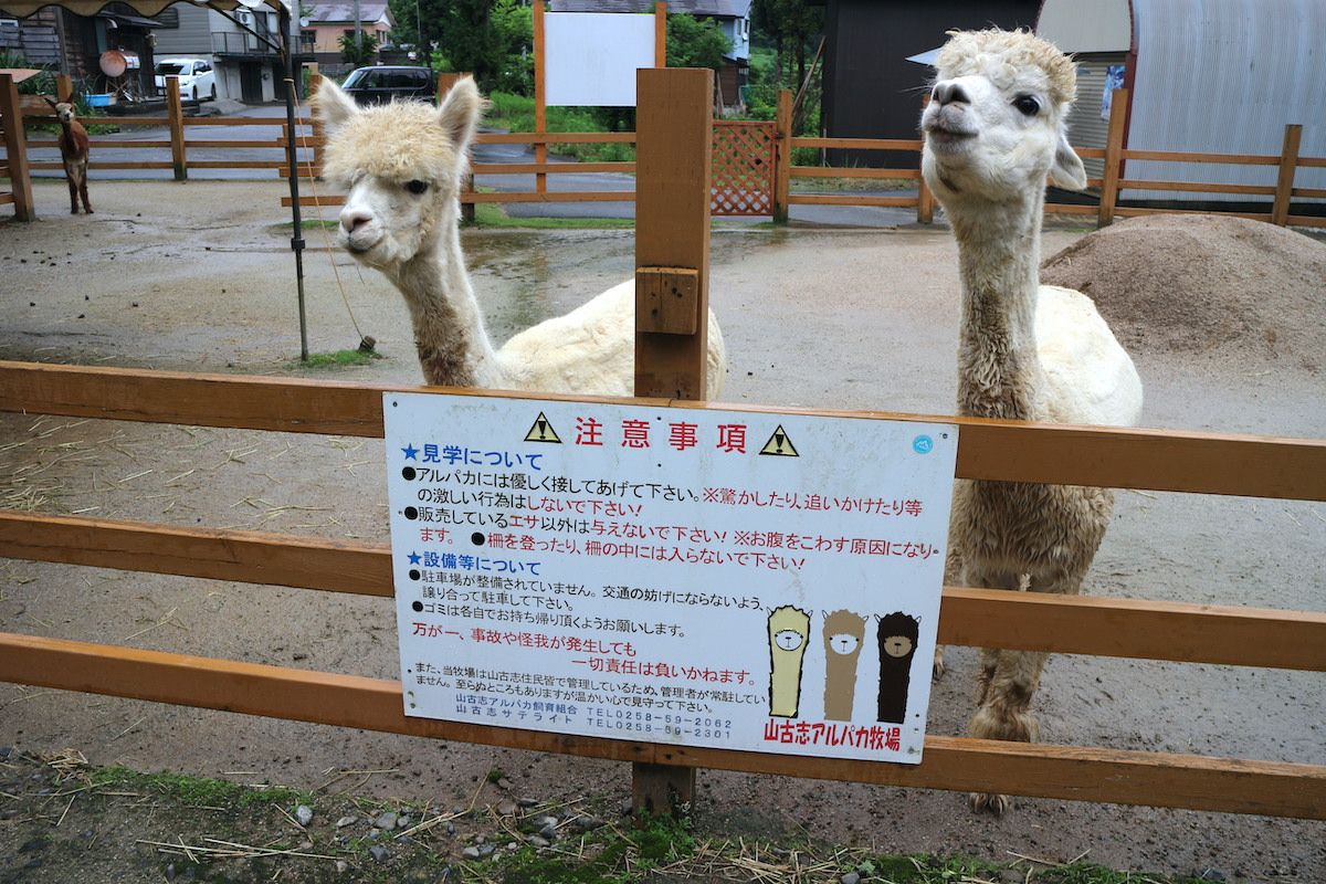 子連れにおすすめ 山古志アルパカ牧場 に家族で行ってきました 長岡市 新潟県観光協会公式ブログ たびきち 公式 新潟県のおすすめ観光 旅行情報 にいがた観光ナビ