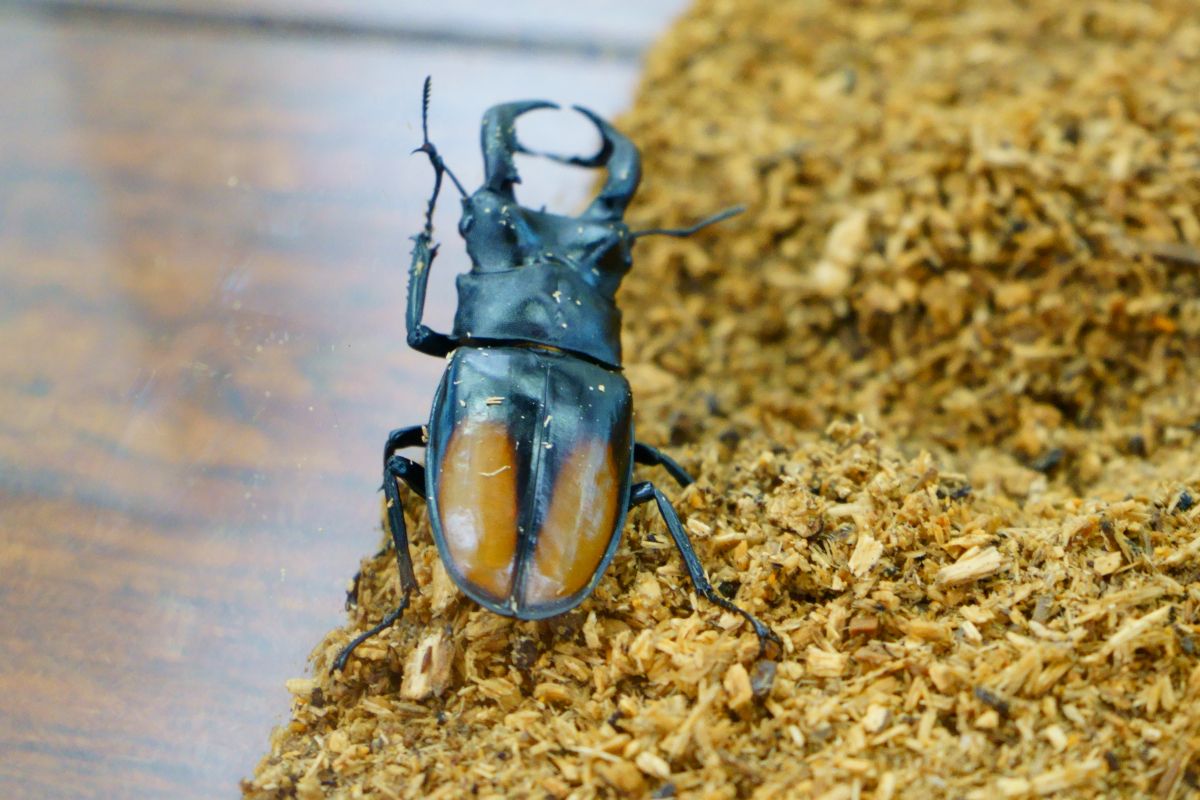 夏はヘラクレスオオカブトも触れる胎内市の昆虫の家に行ってフィッシングパークで魚を釣って食べよう 胎内市 新潟県観光協会公式ブログ たびきち 公式 新潟県のおすすめ観光 旅行情報 にいがた観光ナビ