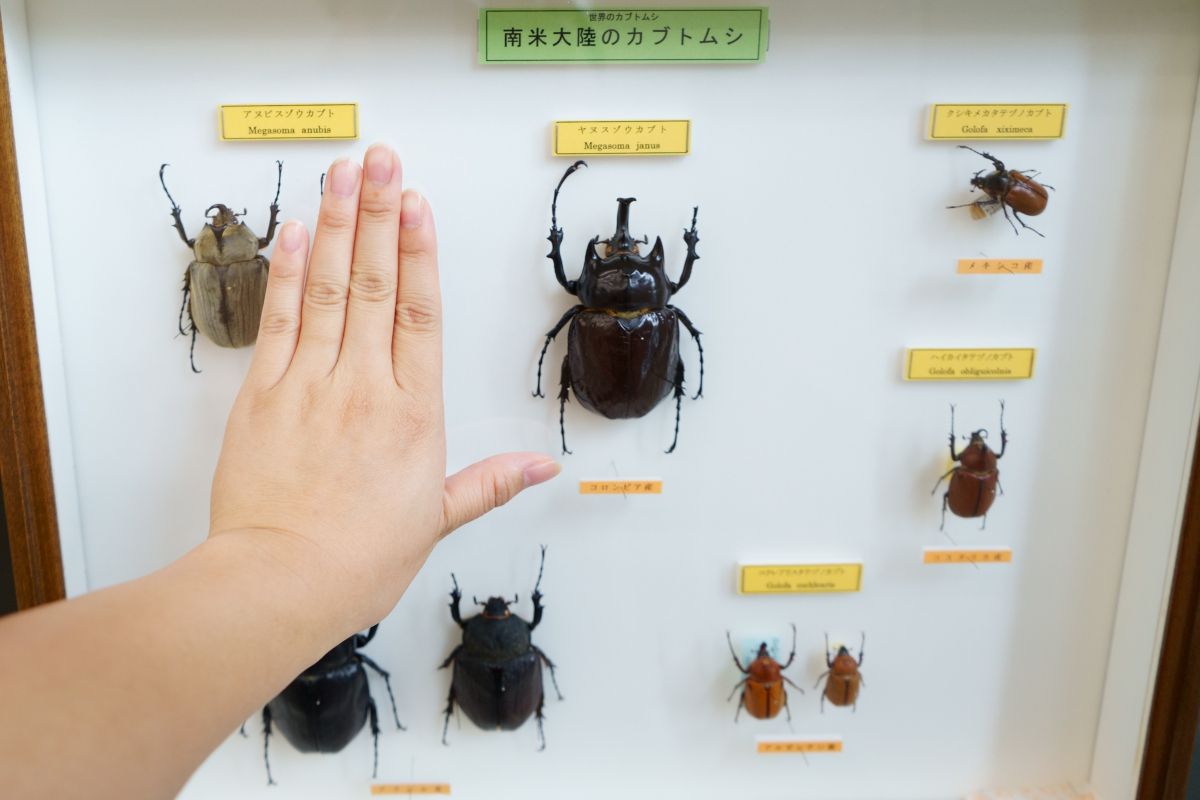 夏はヘラクレスオオカブトも触れる胎内市の昆虫の家に行ってフィッシングパークで魚を釣って食べよう 胎内市 新潟県観光協会公式ブログ たびきち 公式 新潟県のおすすめ観光 旅行情報 にいがた観光ナビ