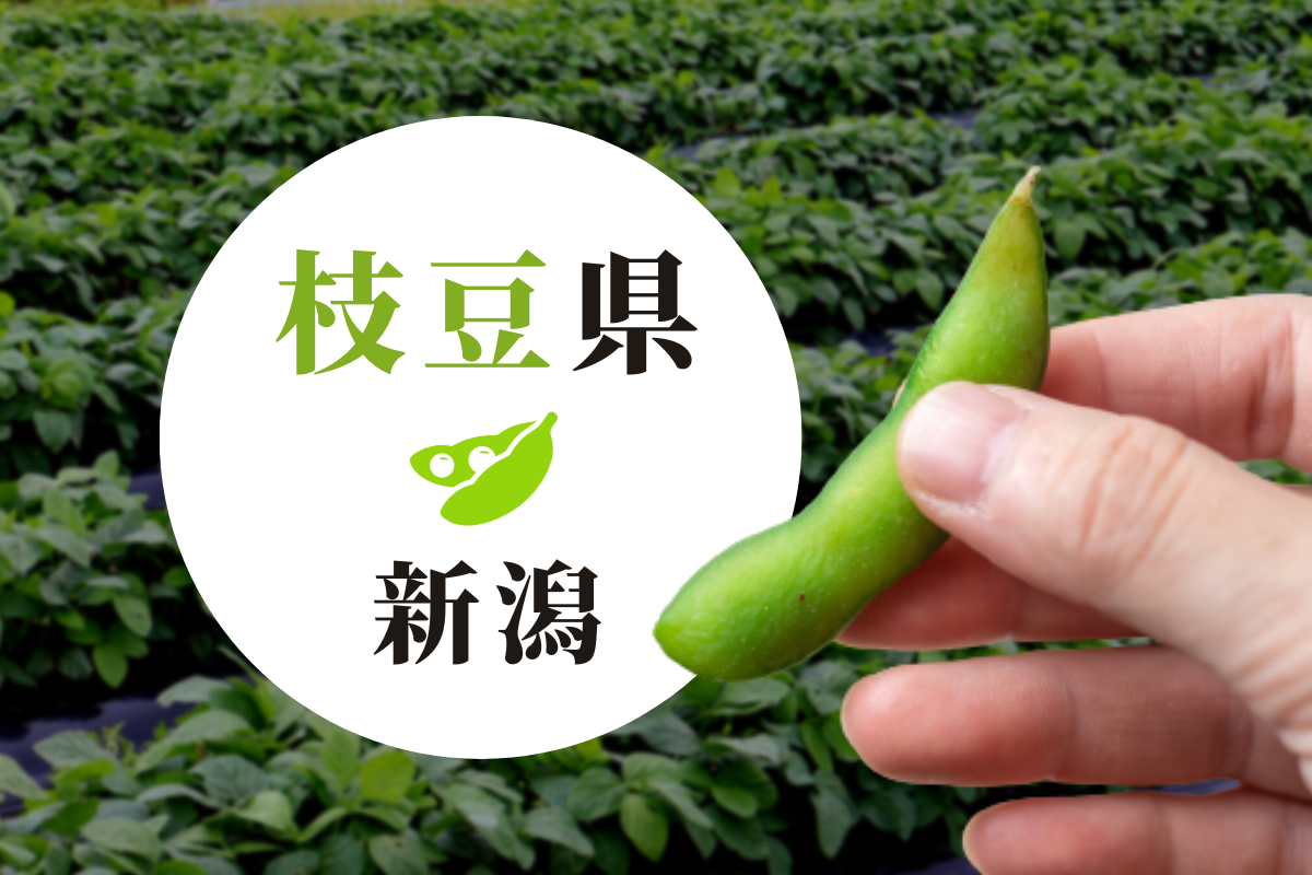 日本で一番多く枝豆が作られている新潟県の“枝豆”を解説！