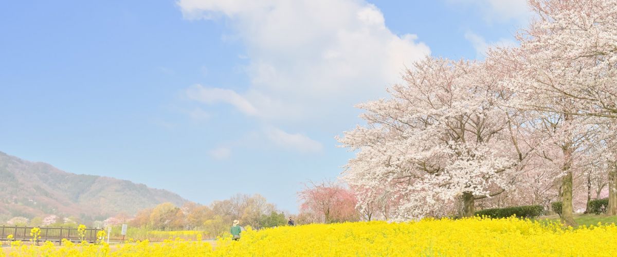 春を彩る新潟県の菜の花スポット4選！｜旅の特集｜【公式】新潟県の