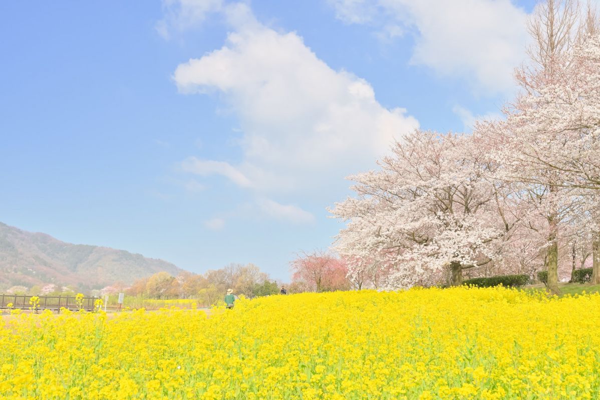 春を彩る新潟県の菜の花スポット5選！