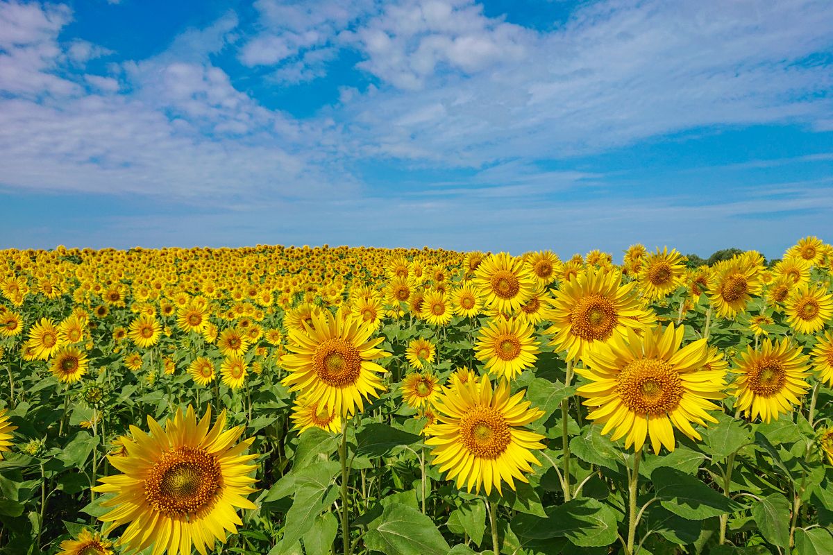 新潟県のひまわり畑おすすめ4選！夏に楽しめるひまわりの名所【2023年】