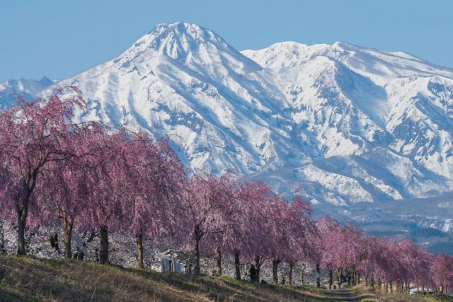雪と桜の共演！新潟で春に見たい絶景まとめ｜旅の特集｜【公式】新潟県