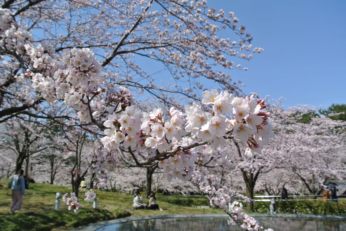 一度は行きたい！新潟の桜の名所6選｜旅の特集｜【公式】新潟県のおすすめ観光・旅行情報！にいがた観光ナビ