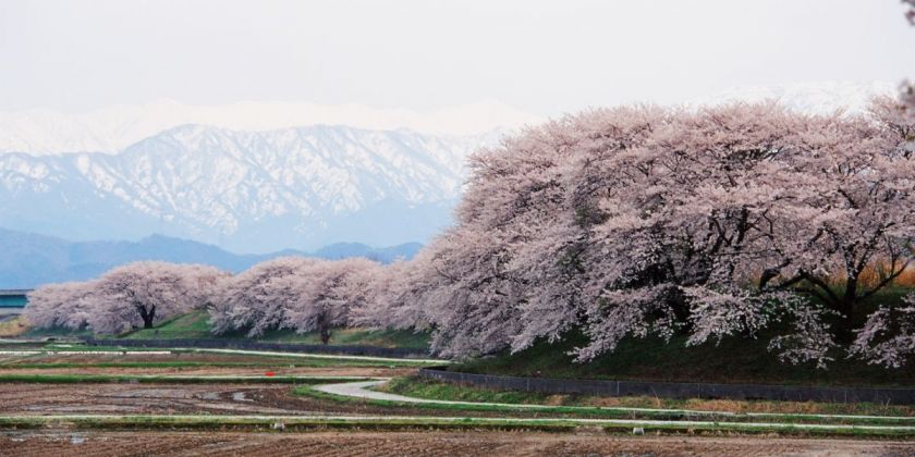 一度は行きたい！新潟の桜の名所6選｜旅の特集｜【公式】新潟県のおすすめ観光・旅行情報！にいがた観光ナビ